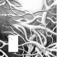 Titel: Antwort 1 Ranken