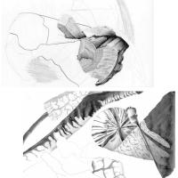 Titel 1: Pinus Silvestris Titel 2 Holzkohleschnecke